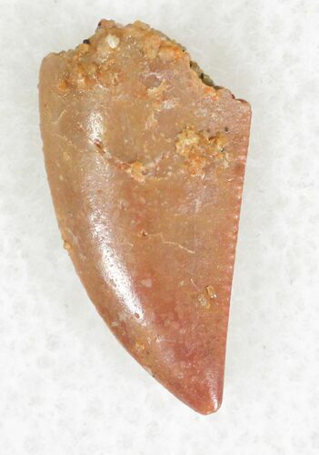 Authentic Raptor Tooth From Morocco - #23003